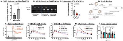 Differential lipid signaling from CD4+ and CD8+ T cells contributes to type 1 diabetes development